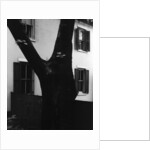 Tree and House, 1960 by Anonymous