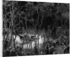 Hawaiian Oasis, 1979 by Anonymous