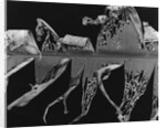 Banana Leaf, Honolulu, 1980 by Anonymous