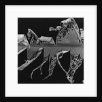Banana Leaf, Honolulu, 1980 by Anonymous