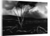 Volcano, 1980 by Anonymous