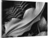 Leaf, 1979 by Anonymous