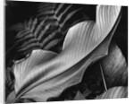 Leaf, 1979 by Anonymous