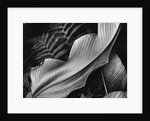 Leaf, 1979 by Anonymous
