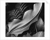 Leaf, 1979 by Anonymous