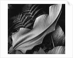 Leaf, 1979 by Anonymous