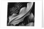 Leaf, 1979 by Anonymous