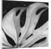 Leaf, Hilo, 1979 by Anonymous