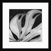 Leaf, Hilo, 1979 by Anonymous