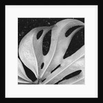Leaf, Hilo, 1979 by Anonymous