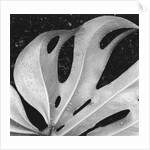 Leaf, Hilo, 1979 by Anonymous