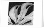 Leaf, Hilo, 1979 by Anonymous