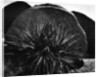Yucca and Boulders by Anonymous