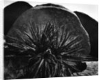 Yucca and Boulders by Anonymous