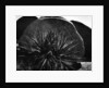 Yucca and Boulders by Anonymous