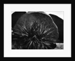 Yucca and Boulders by Anonymous