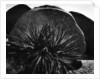 Yucca and Boulders by Anonymous