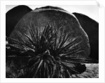 Yucca and Boulders by Anonymous