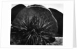 Yucca and Boulders by Anonymous