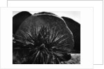 Yucca and Boulders by Anonymous