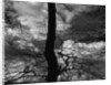 Tree Silhouette by Anonymous