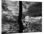 Tree Silhouette by Anonymous