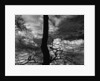 Tree Silhouette by Anonymous