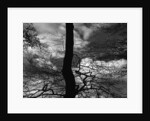 Tree Silhouette by Anonymous