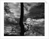 Tree Silhouette by Anonymous