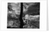 Tree Silhouette by Anonymous