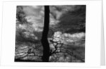 Tree Silhouette by Anonymous