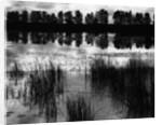 Reeds and Trees, France, 1960 by Anonymous