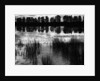 Reeds and Trees, France, 1960 by Anonymous