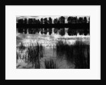 Reeds and Trees, France, 1960 by Anonymous