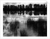 Reeds and Trees, France, 1960 by Anonymous