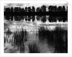 Reeds and Trees, France, 1960 by Anonymous