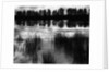 Reeds and Trees, France, 1960 by Anonymous