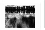 Reeds and Trees, France, 1960 by Anonymous