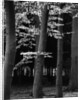 Beach Forest, Netherlands, 1971 by Anonymous