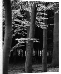 Beach Forest, Netherlands, 1971 by Anonymous