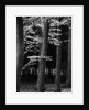Beach Forest, Netherlands, 1971 by Anonymous