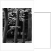 Beach Forest, Netherlands, 1971 by Anonymous