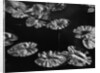 Lily Pads, 1968 by Anonymous