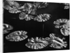 Lily Pads, 1968 by Anonymous