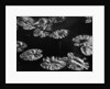 Lily Pads, 1968 by Anonymous