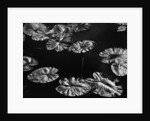 Lily Pads, 1968 by Anonymous