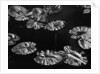 Lily Pads, 1968 by Anonymous