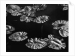 Lily Pads, 1968 by Anonymous