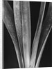 Lily Stalks by Brett Weston
