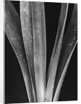 Lily Stalks by Brett Weston
